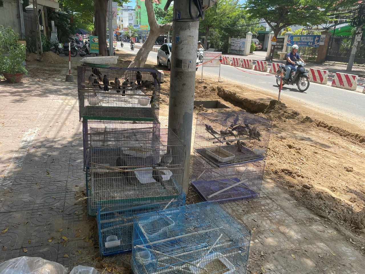 Liên tiếp phát hiện, xử lý nhiều vụ mua bán chim hoang dã trái phép trên địa bàn phường Phan Rang