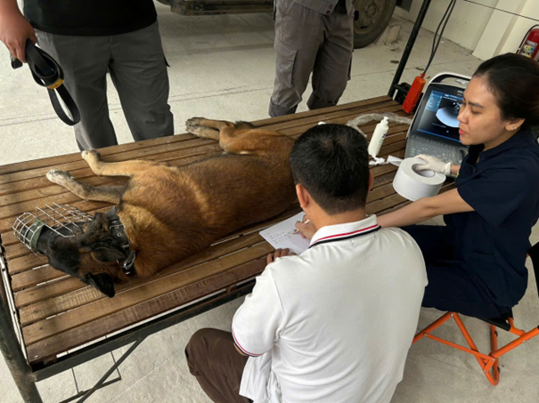 Khám sức khỏe cho động vật nghiệp vụ phục vụ cao điểm bảo vệ an ninh trật tự dịp Tết Nguyên đán Bính Ngọ 2026