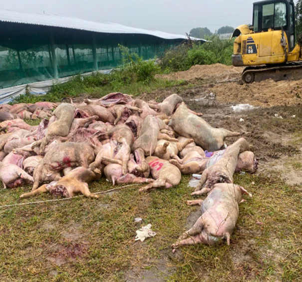 Khởi tố vụ án hình sự “Vi phạm quy định về an toàn thực phẩm”  xảy ra tại thôn Tân Sinh Tây, xã Cam Lâm, tỉnh Khánh Hòa