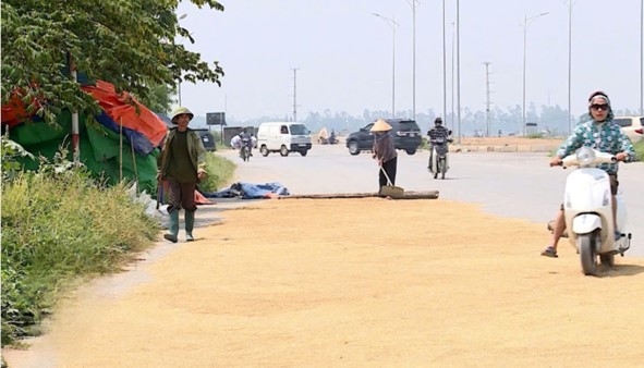 Lợi bất cập hại khi phơi thóc lúa trên đường