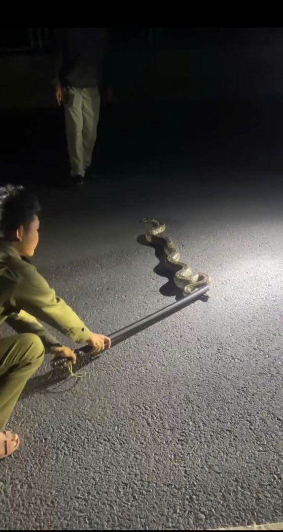 Tổ Công tác Công an xã Hòa Trí tiếp cận và cứu hộ an toàn cá thể động vật (nghi là trăn)