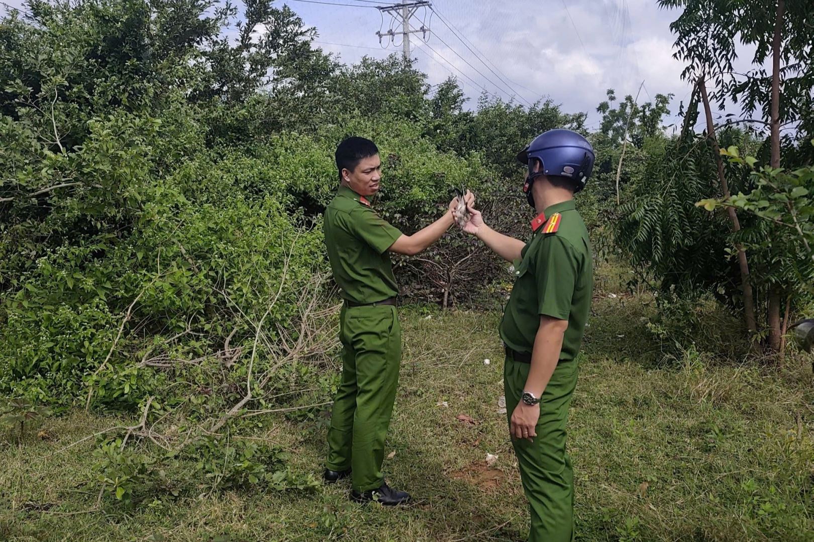 Công an xã Mỹ Sơn phát hiện bẫy chim trong quá trình tuần tra địa bàn.